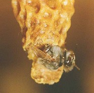 Close-up of a queen being born